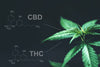 The Discovery and Understanding of THC and CBD