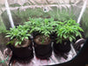 Growing Cannabis at Home